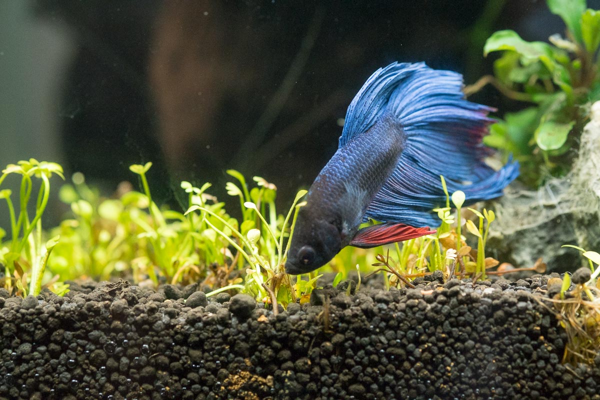 Betta Splendens Video