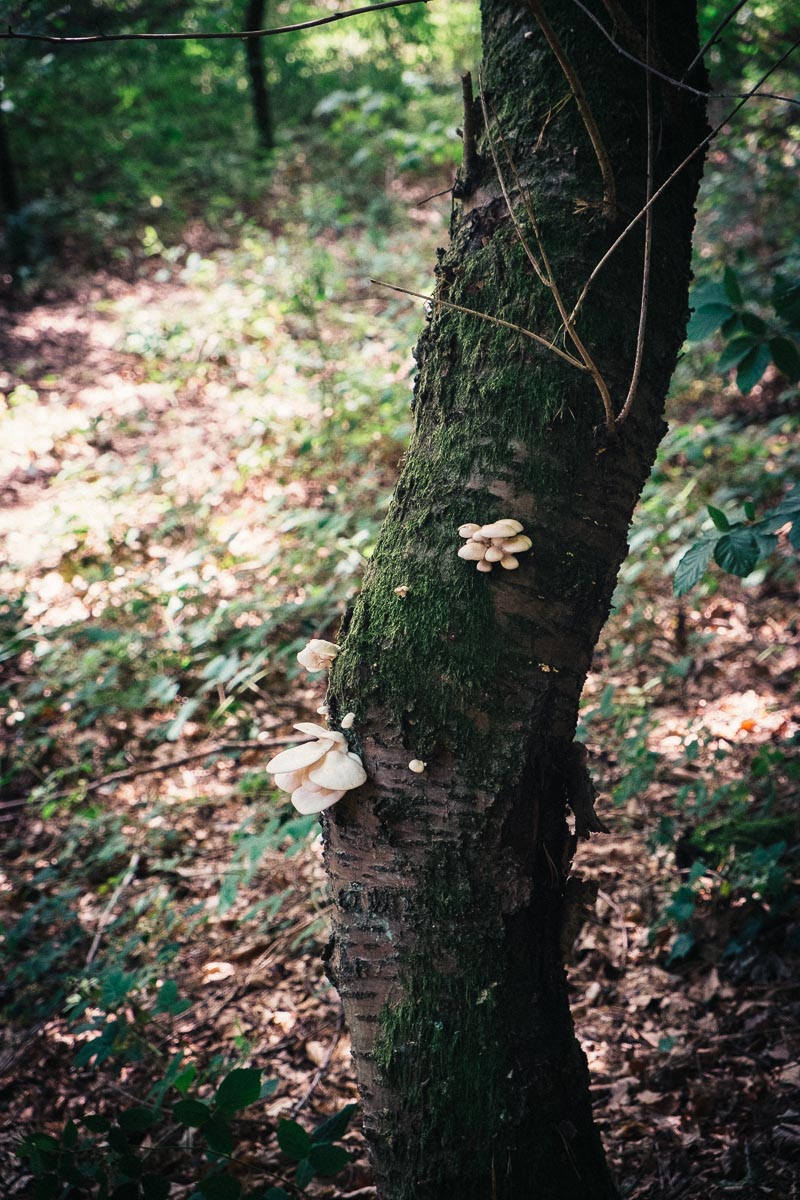 Pilz am Baum