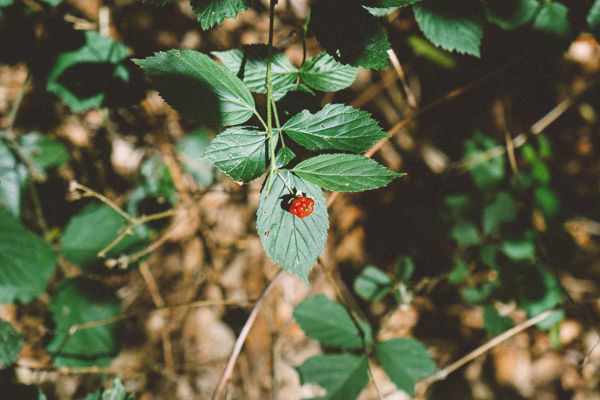 Wilde Beeren