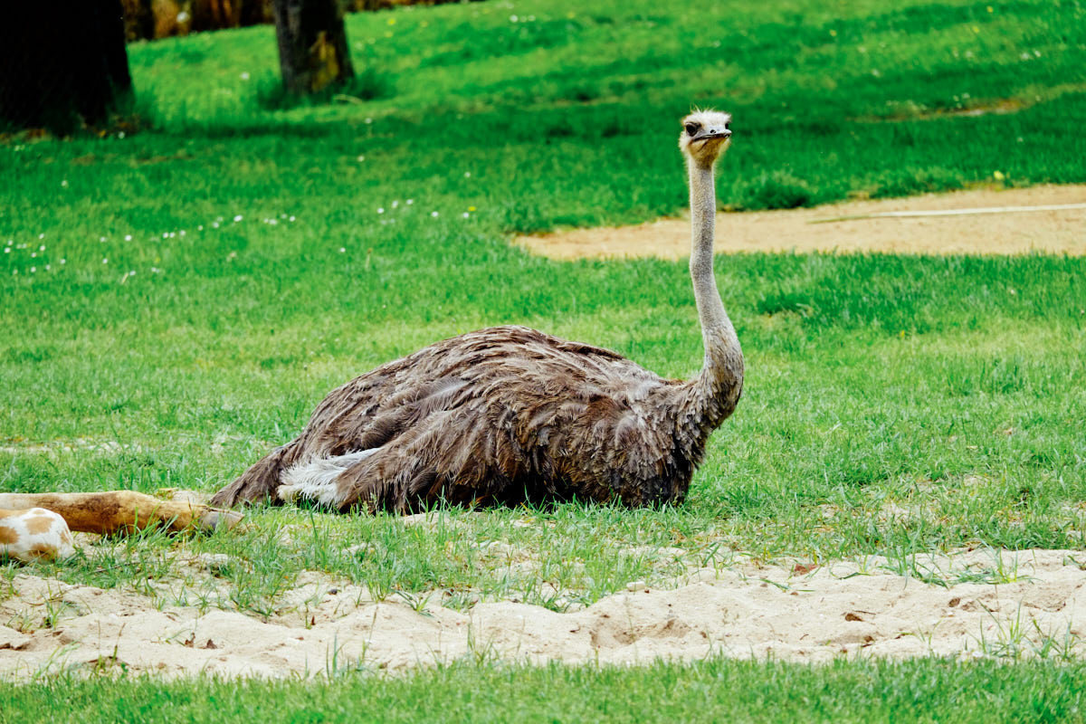 Tierpark