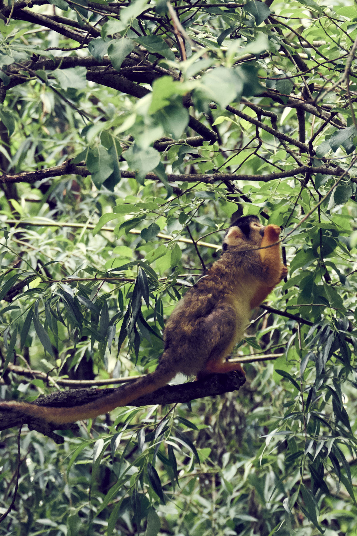 Tierpark