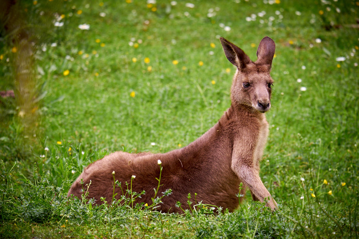 Tierpark