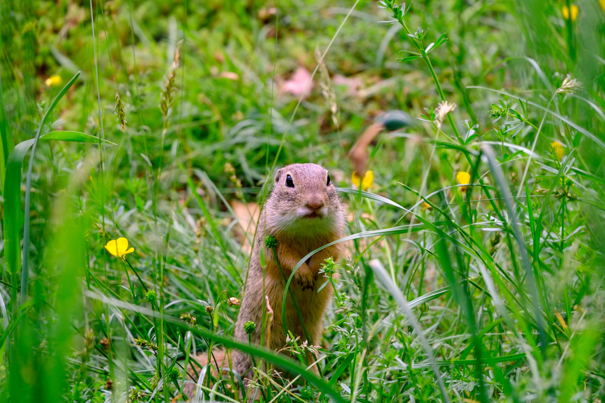 Tierpark