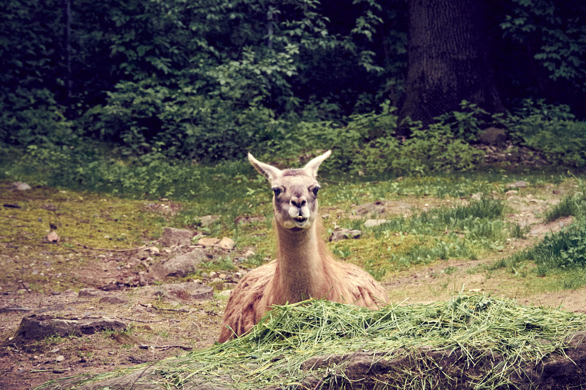 Tierpark