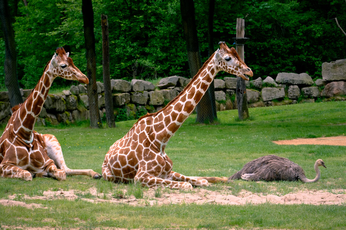 Tierpark