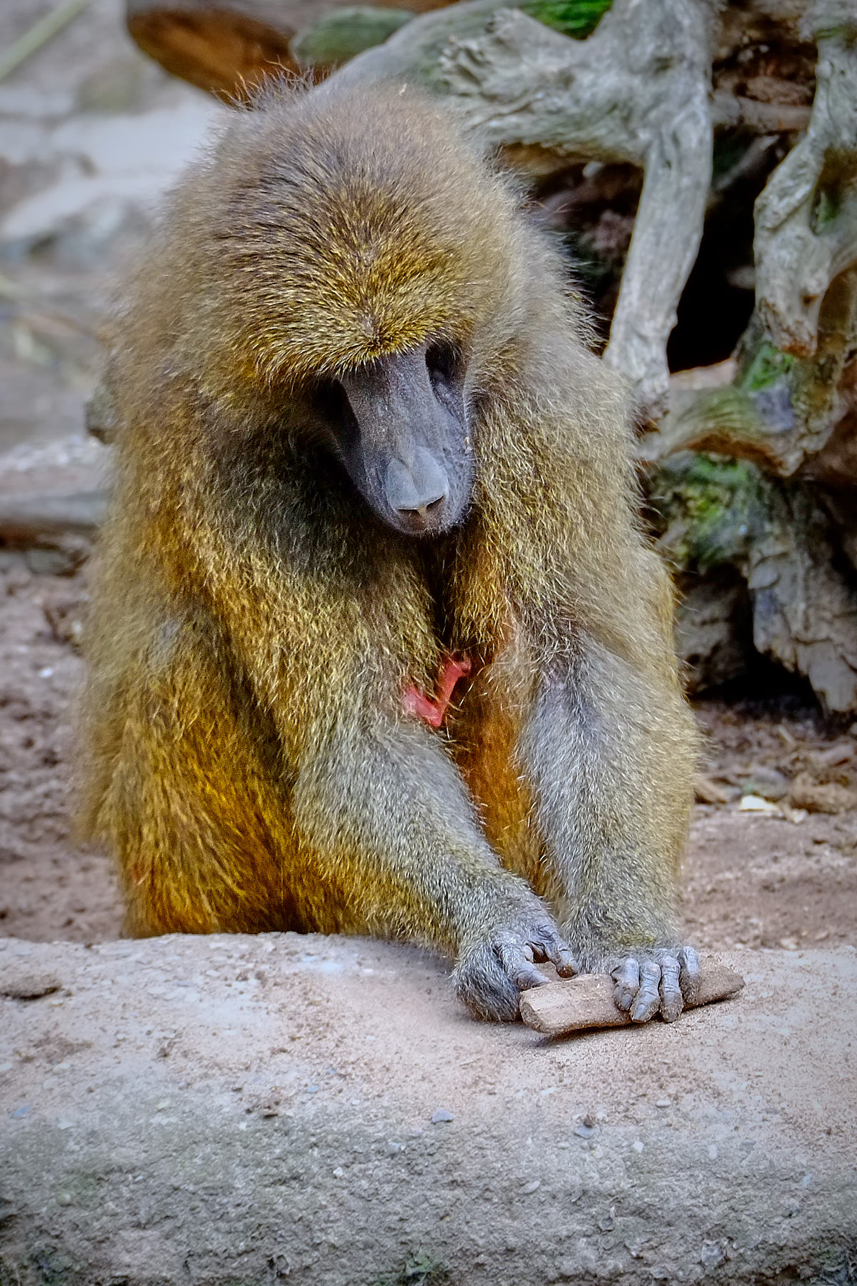 Tierpark