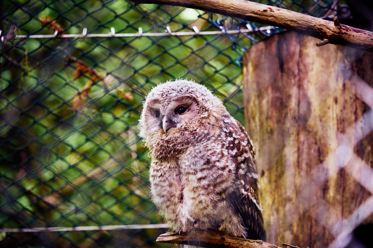 Tierpark