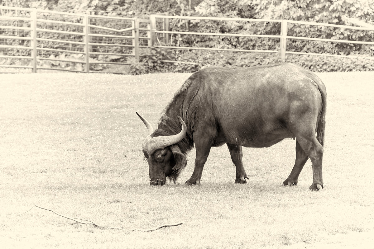 Tierpark